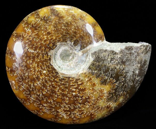 Polished, Agatized Ammonite (Cleoniceras) - Madagascar #60757